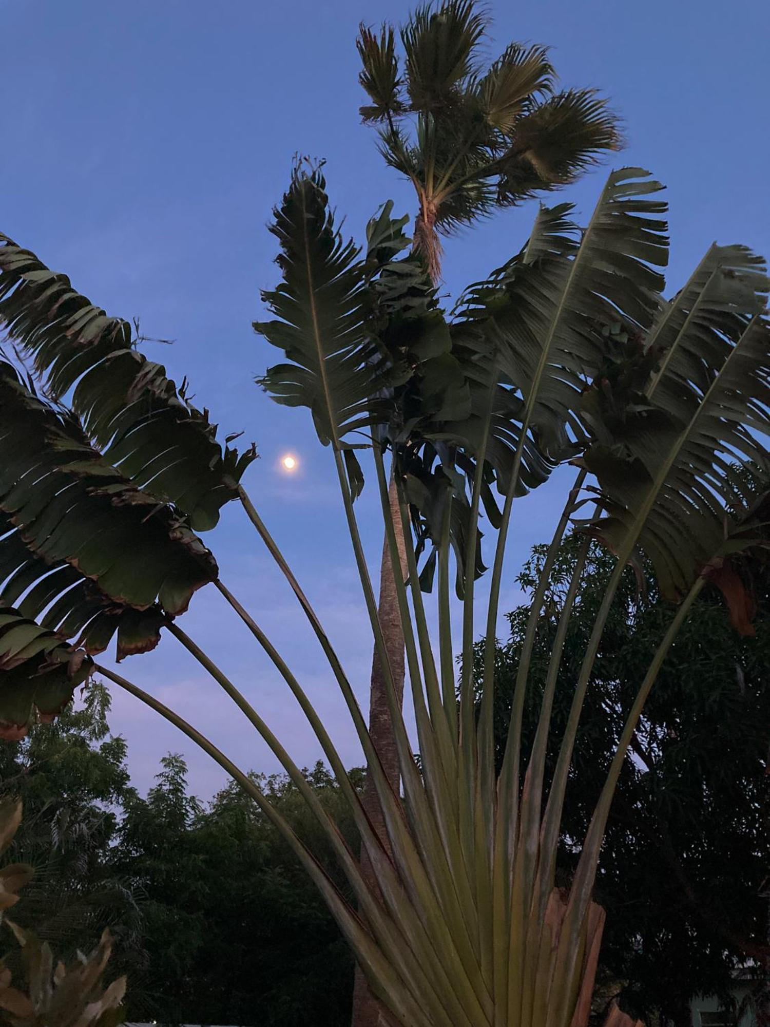 Woodstock Palmresort Curacao Willemstad Kültér fotó